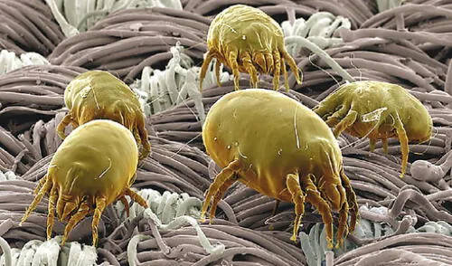 Los ácaros en el hogar. elpopular.pe