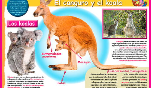 El canguro y el koala. elpopular.pe