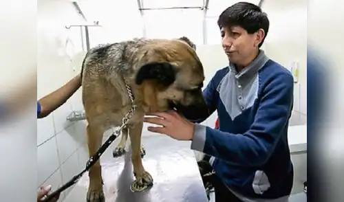 Ozy, perro guía, ha sido diagnosticado con una posible hernia discal. elpopular.pe