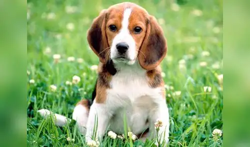 elpopular.pe elpopular.pe