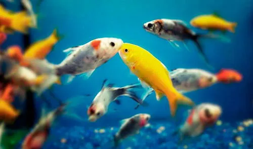 Los peces. elpopular.pe