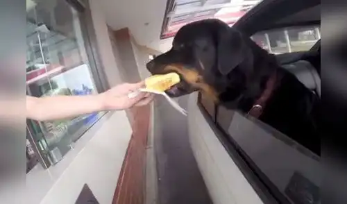 Can espera su pedido con ansias elpopular.pe