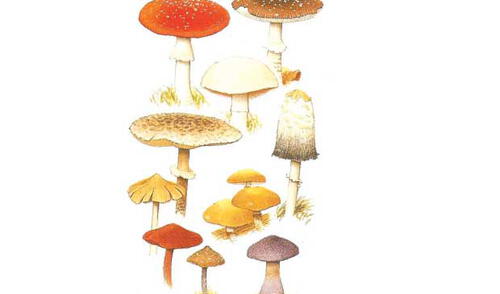 FORMAS DE VIDA. elpopular.pe