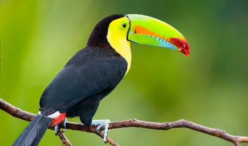 Los animales vertebrados. elpopular.pe