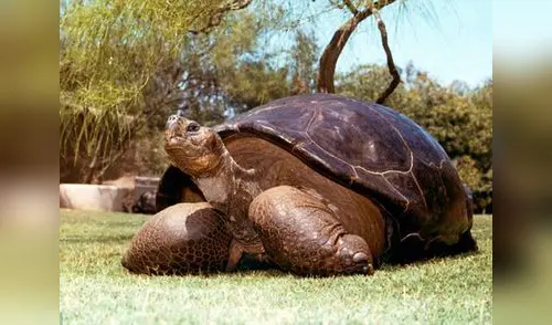 ¡Adiós Speed! elpopular.pe