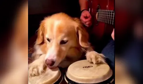 El canino en plena acción elpopular.pe