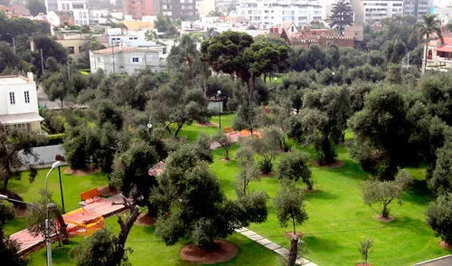 'El Olivar' es uno de los pulmones de Lima elpopular.pe