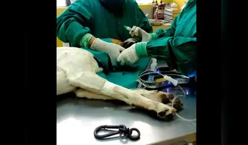Animalito fue llevado a veterinaria donde lograron estabilizarlo. elpopular.pe