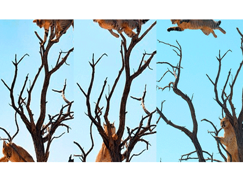 Así se lanza el minino para no ser atrapado por las garras del lynx. elpopular.pe