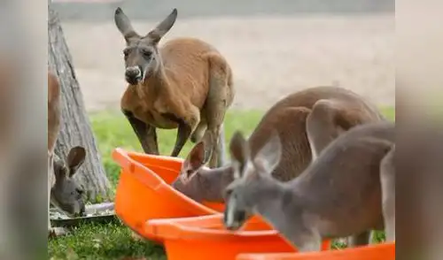 Recinto sigue en problemas elpopular.pe