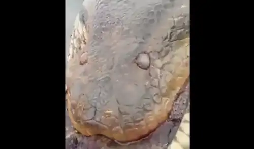 elpopular.pe elpopular.pe