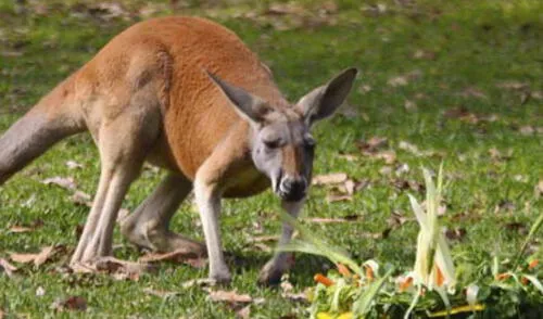 Rito es muy bonito. elpopular.pe