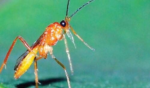 Avispa parasitaria en Tanzania. elpopular.pe