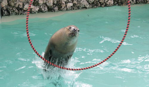 El show acuático es lo más esperado en el Parque de Las Leyendas. elpopular.pe