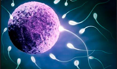 Los gametos. elpopular.pe