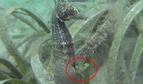 Estos animales se encuentran en peligro de extinción. elpopular.pe