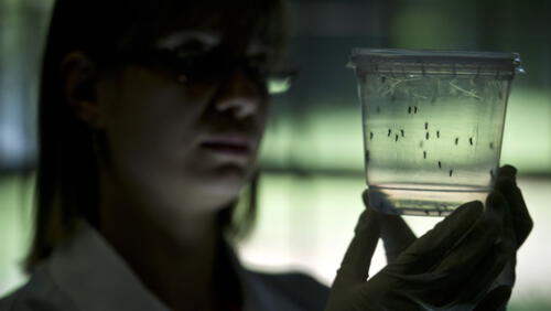 Tras los cientos de casos que azota en Brasil. elpopular.pe