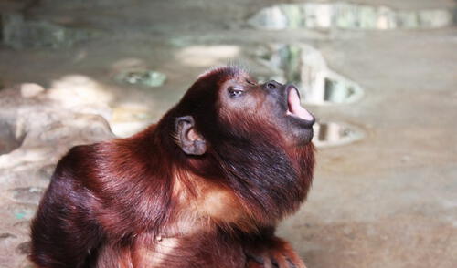 Mono Aullador elpopular.pe