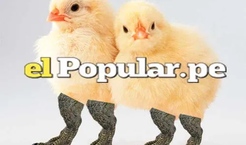 ¿Te imaginas el resultado final del experimento? elpopular.pe