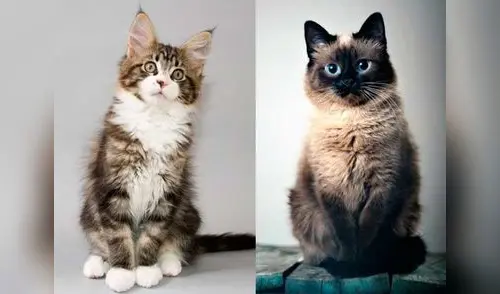 Se conocerá el significado de los maullidos gatunos. elpopular.pe