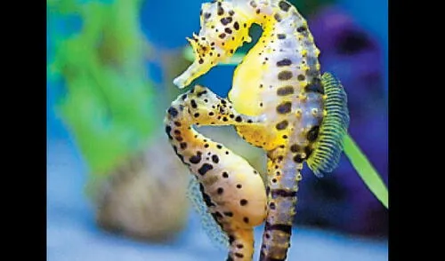 Es muy requerido por el mercado asiático. elpopular.pe