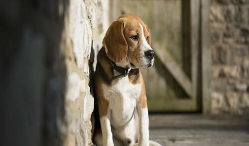 No dejes que tu perrito sufra por tu abandono. elpopular.pe