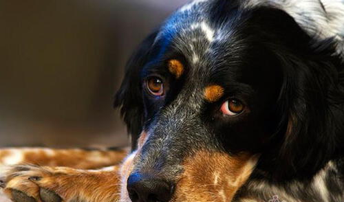 Los animales serán puestos a disposición del Ministerio de Salud elpopular.pe