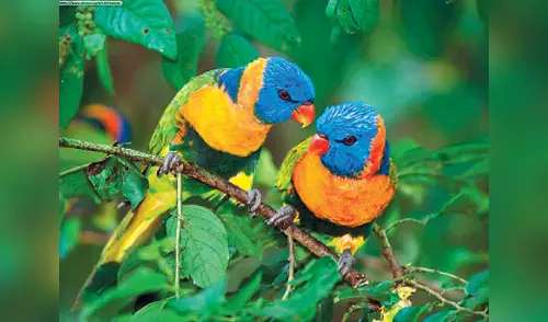 el Manu tiene más de 800 especies en aves en cuidado y 200 en mamíferos elpopular.pe