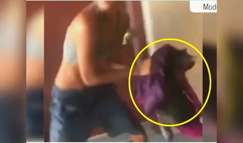 La gata fue lanzada sin piedad desde el tercer piso elpopular.pe