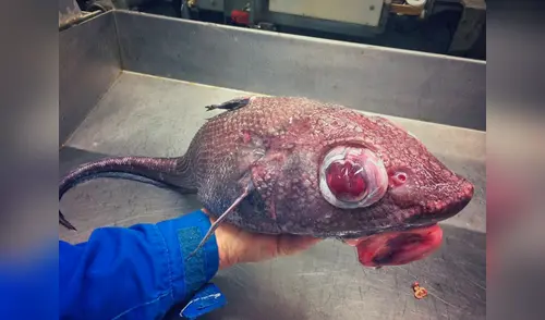 Las criaturas dejaron sin palabras a todos elpopular.pe