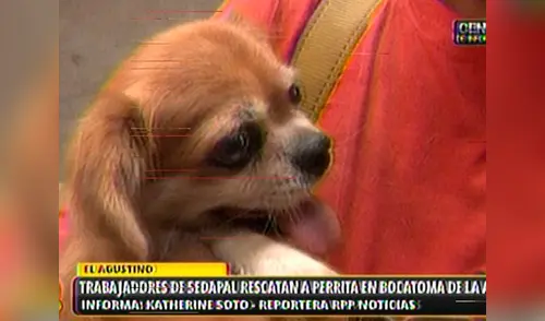 Rescatan perrita en bocatoma de La Atarjea de Sedapal en el distrito de El Agustino elpopular.pe