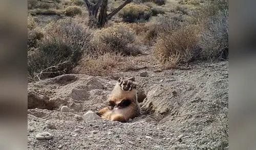 El animal sorprendió al enterrar a ternero mucho más pesado que él elpopular.pe