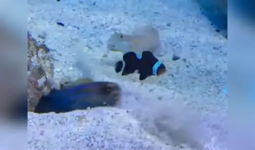 Captan a un pez mientras 'trollea' a su compañero elpopular.pe