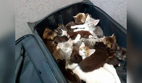 elpopular.pe elpopular.pe