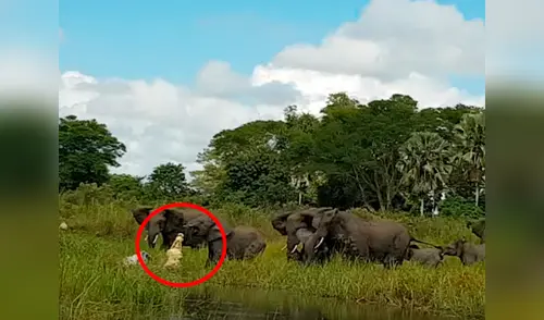 El elefante casi pierde la vida en el ataque elpopular.pe