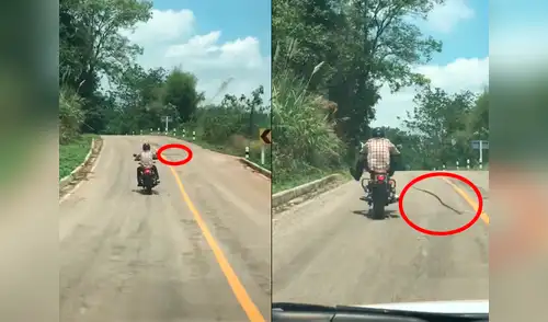 La serpiente aguardaba paciente para hacer su ataque elpopular.pe