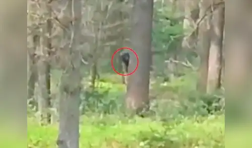 La criatura aún es un misterio no resuelto en YouTube elpopular.pe