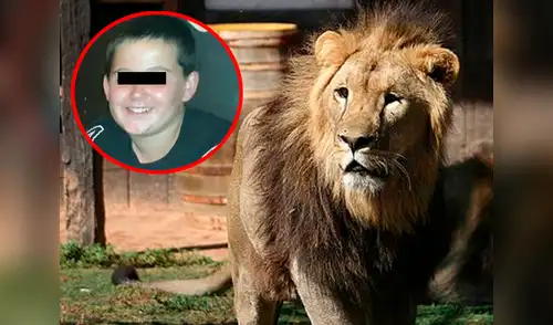 El león atacó al menor de 12 años en su cocina elpopular.pe