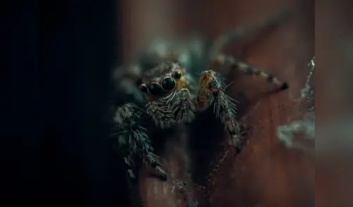 La araña dejó helado al exterminado que lleva 20 años en el negocio elpopular.pe