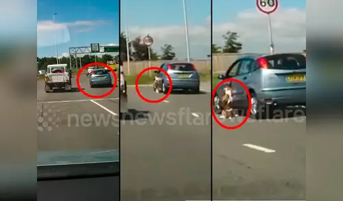 El can terminó colgando del vehículo en movimiento elpopular.pe