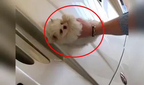 El pequeño can usado como un trapo elpopular.pe