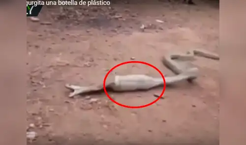 La serpiente estaba muy hinchada y no podía moverse elpopular.pe