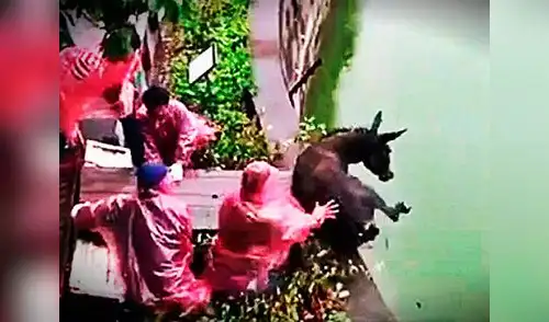 Instante en que el burro es lanzado al estanque donde estaban los tigres elpopular.pe