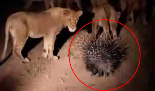 Épica batalla entre un puercoespín y una manada de leones elpopular.pe