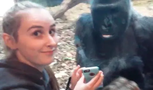 Chica le gusta jugar con gorila en zoo de Estados Unidos elpopular.pe
