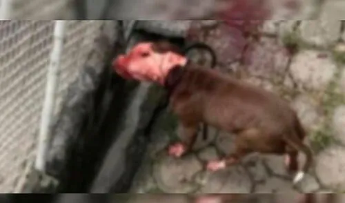 Pitbulls atacaron a menor y la matan elpopular.pe