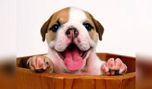 Hoy se festeja el día de nuestros engreidos de casa elpopular.pe