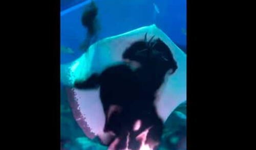 Raya se come a calamar gigante en Japón elpopular.pe