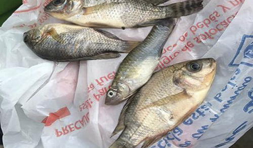 Los peces caían y la gente no podía creerlo elpopular.pe