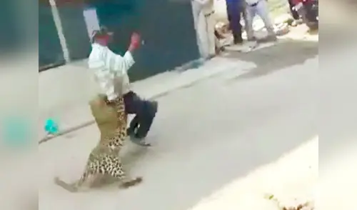 Leopardo salvaje ataca a pobladores en una ciudad en la India elpopular.pe